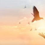 Dove being freed by a pair of hands representing peace of mind.
