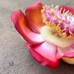 Nagalingam flower from the cannon ball tree in India