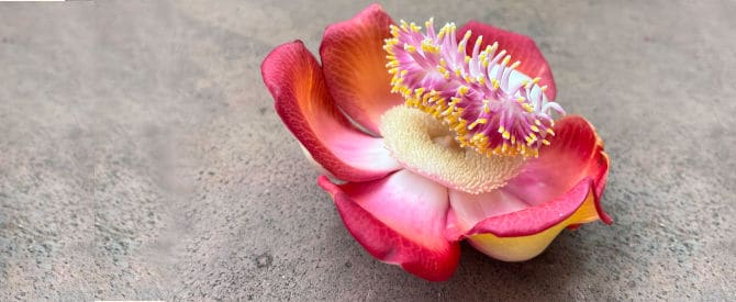 Nagalingam flower from the cannon ball tree in India