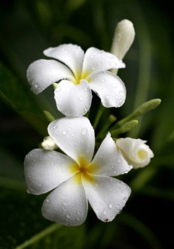 White Plumeria flowers representing moral living while on the spiritual journey