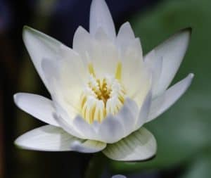 White lotus representing satsang that is vital on your spiritual journey. 
