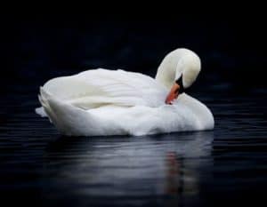 White swan with head turned inwards representing gentleness and noninjury. These qualities are to be cultivated on the spiritual journey