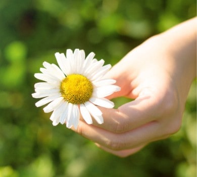 White and yellow Daisy flower in hand being offered to someone. 