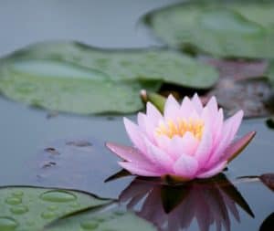 Serene pink lotus representing being on the spiritual path 