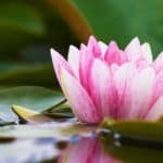 Pink lotus signifying living life with a spiritual mindset