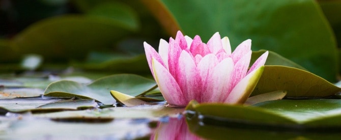 Pink lotus signifying living life with a spiritual mindset