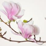 Pink magnolias on neutral background symbolising spiritual truths to live by