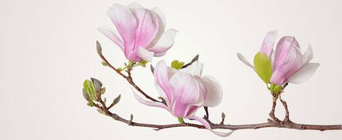 Pink magnolias on neutral background symbolising spiritual truths to live by