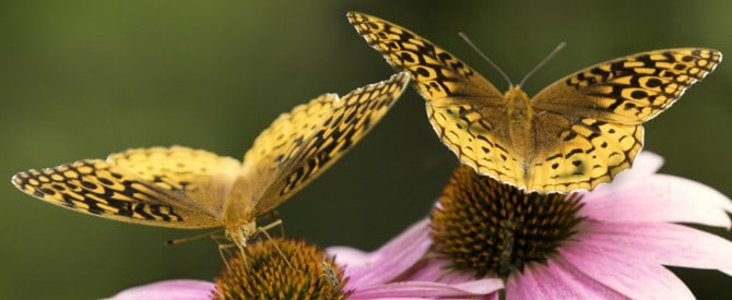 6 Transformative Ways to Divinize Your Day