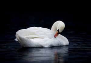 white swan turning inwards symbolising choosing peace as a means to overcome anger