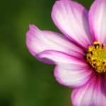 Pink flower in forest symbolising equanimity amidst change